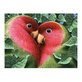 On Demand Vogels