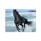 On Demand Paarden