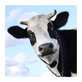 On Demand Overige Dieren