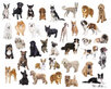 Diamond Painting Hunde nach Rasse