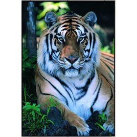Diamond Painting Tiger Portrait 07 (Größe und Form der Steine ​​nach Wahl)