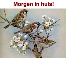 Diamond Painting Spatzen 50x40cm