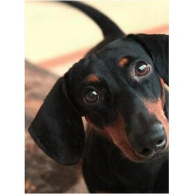 Diamond Painting Hund - Dackel 01 (Größe und Form der Steine nach Wahl)