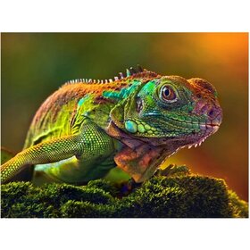 Diamond Painting Leguan